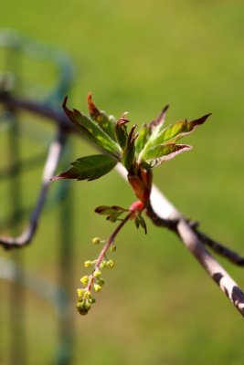 Acer cissifolium - javor žumenolistý - květ (60)